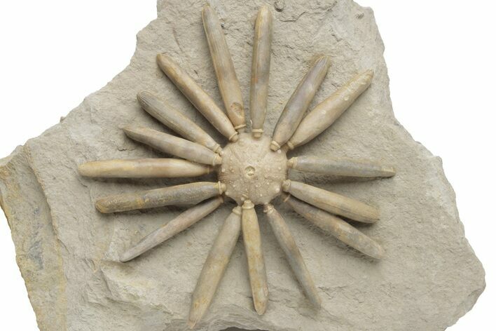 Jurassic Club Urchin (Asterocidaris) - Boulemane, Morocco #218409